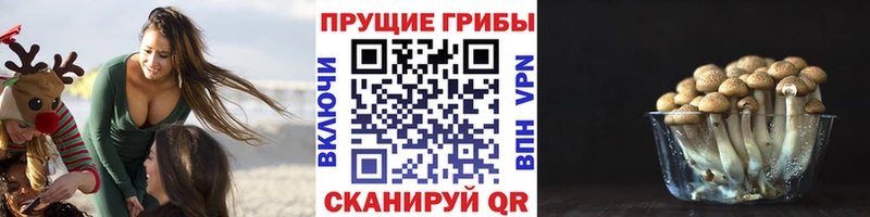 Псилоцибиновые грибы Psilocybe  где продают   Заводоуковск 